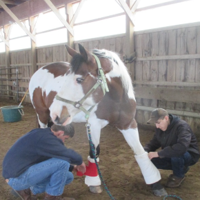 An image of two students helping a horse .
